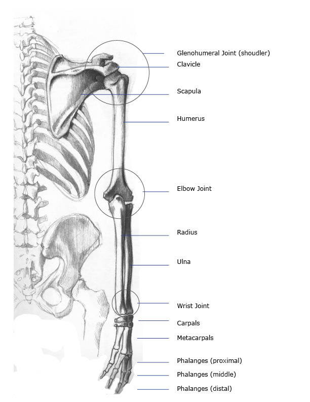 Arm Bones & Joints: Front (Anterior) and Back (Posterior) Anatomy Views
