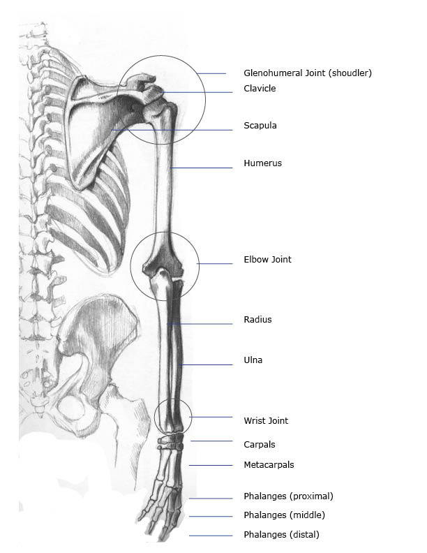 arm bones joints front anterior and back posterior anatomy views