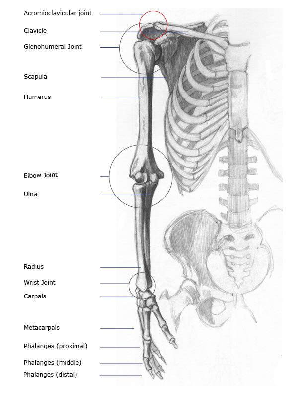 image of skeletal shoulder and arm with each bone labled