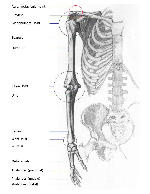 Arm Bones & Joints: Front (Anterior) and Back (Posterior) Anatomy Views