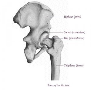 Bones of the hip joint