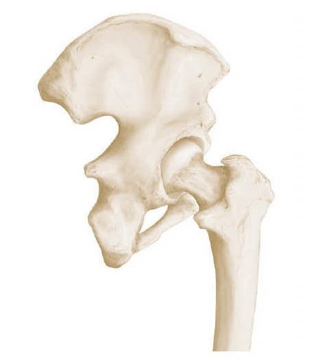 Bones of the hip