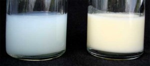 Breast milk - fore milk and hind milk