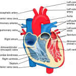 Diagram of cross section of heart