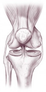 Normal knee anatomy