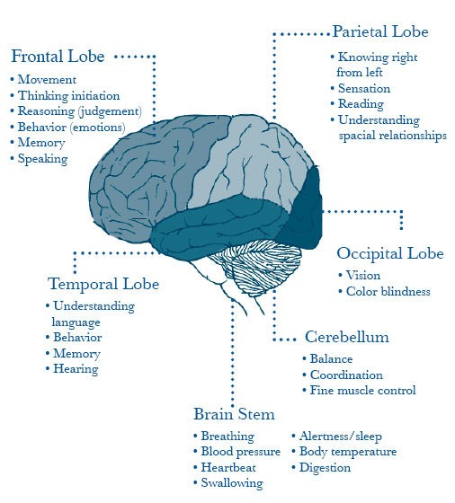 Areas of the brain and what they do