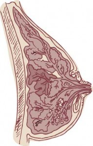 Cross section of breast