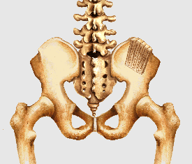 Bone is usually taken from the pelvis for bone graft Bone is usually taken from the pelvis for bone graft