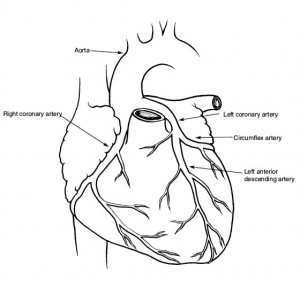 Heart showing coronary arteries