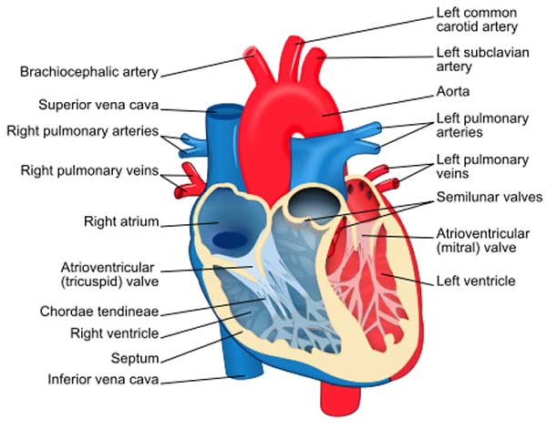 Cardiac Catheterization, Heart Cath, Angiography, Stents, Attack