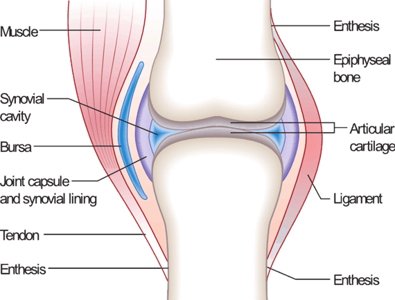 Knee joint anatomy