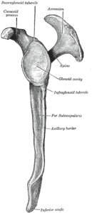 Clavicle (Shoulder Blade) - lateral view