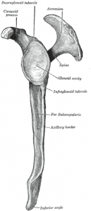 Clavicle (Shoulder Blade) - lateral view Clavicle (Shoulder Blade) - lateral view