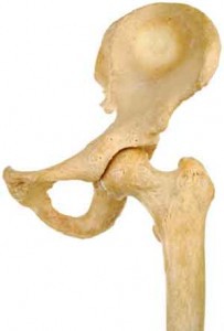 Hip bones from the front