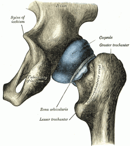 Joint capsule of the hip