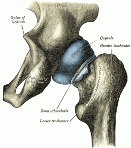 Joint capsule of the hip Joint capsule of the hip