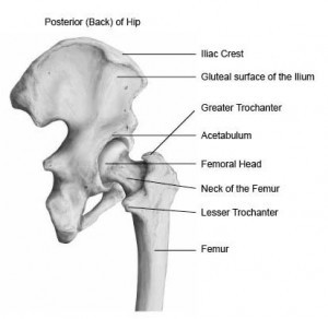 Bones of the Hip Joint