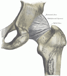 The ischiofemoral ligament of the hip