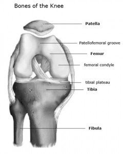 Bones of the knee joint