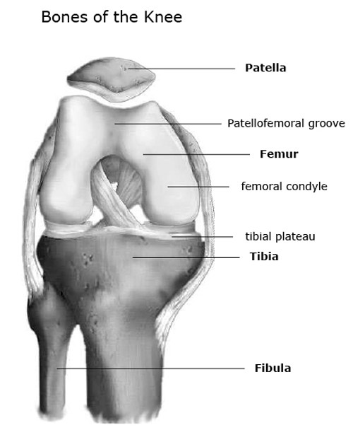 Right Leg Bone Diagram - Joints Ligaments And Connective Tissues