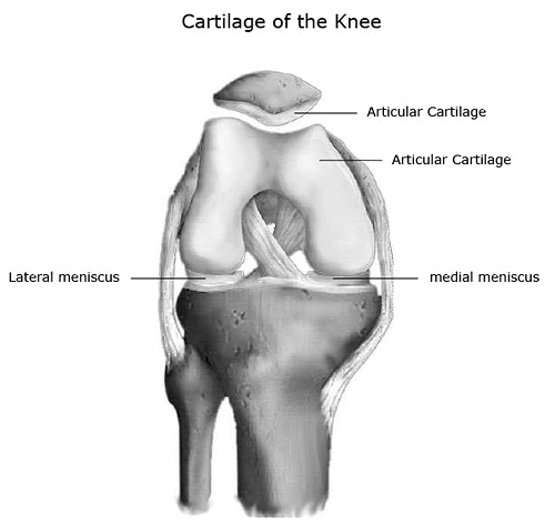 Human Anatomy Knee Joint Kits Showing Soft Tissues for Medical Study Model