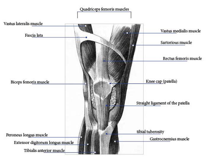 Muscles In The Knee