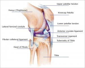 Lateral view of knee tendons, ligaments and bones.