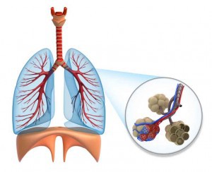 Lungs, Diaphragm and Alveoli