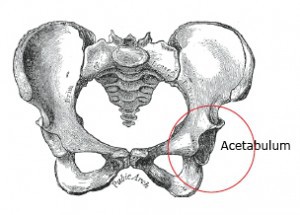 Acetabulum in the pelvis