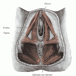 Muscles of the perineum used doing Kegel Exercises