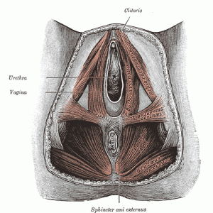 Muscles of the perineum used doing Kegel Exercises Muscles of the perineum used doing Kegel Exercises