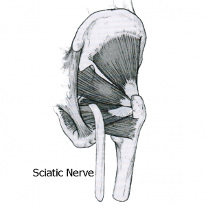 Sciatic nerve Sciatic nerve