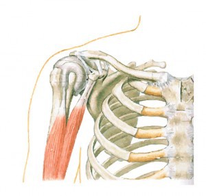 Shoulder Joint, joint capsule