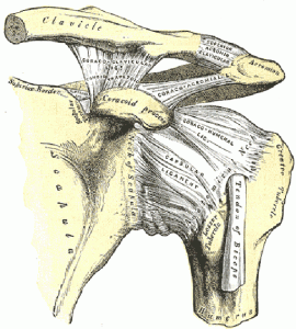 Ligaments of the shoulder