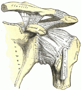 Ligaments of the shoulder Ligaments of the shoulder