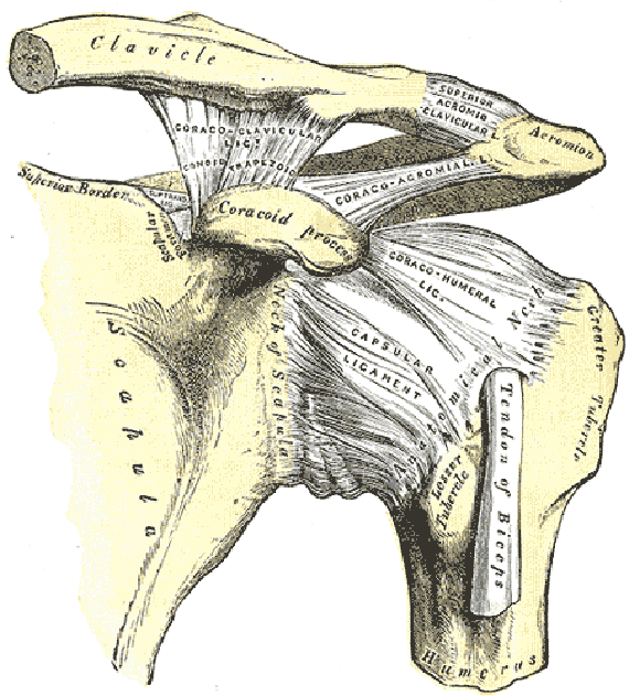 Shoulder Anatomy: Girdle, Ligaments, Bones, Humerus, Clavical