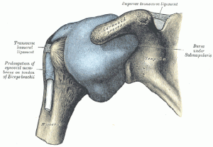 subscapularis-bursa