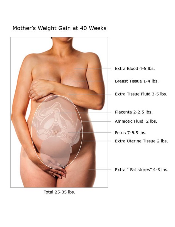 Illustration of the distribution of weight gained during 40 week pregnancy