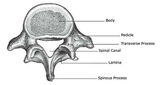 L-5, the 5th lumbar vertebra. L-5, the 5th lumbar vertebra.