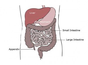 Labeled structures in the abdomen