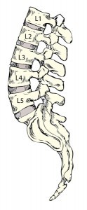 Bones and disks of lumbar spine