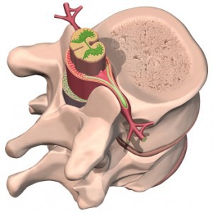Lumbar segment, spine, nerves