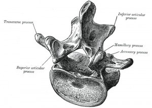 Labeled lumbar vertebra