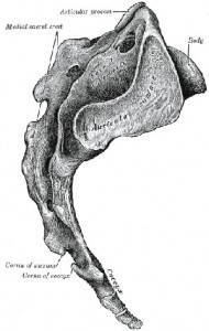 Side view of the sacrum and tailbone