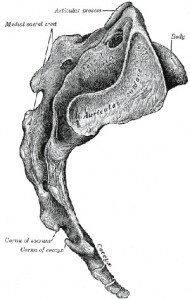 Side view of the sacrum and tailbone Side view of the sacrum and tailbone