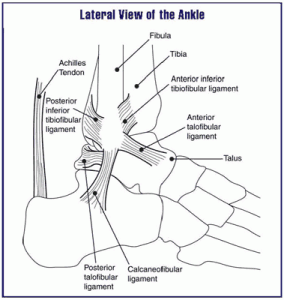 Ligaments and bones of the ankle