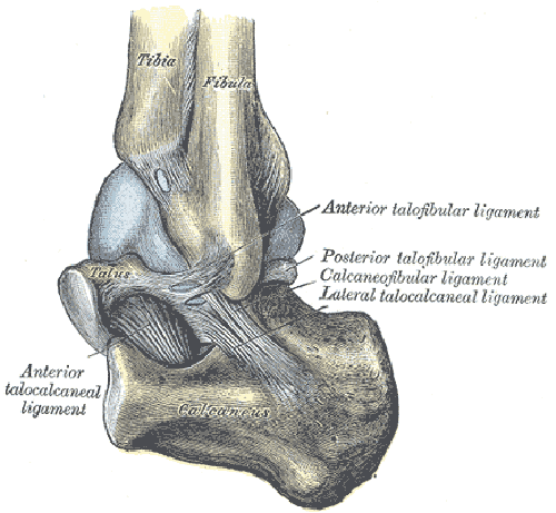Ankle Joint - lateral