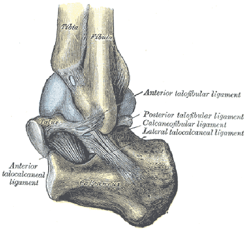 Ankle Joint - lateral Ankle Joint - lateral