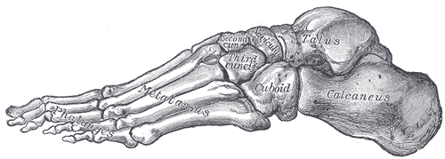 Bones of the foot from the lateral side (side opposite the arch.)