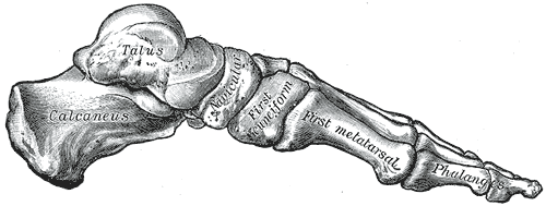 Bones of the foot as seen from the medial (arch) side.
